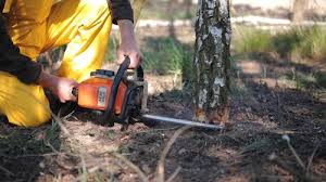 Best Fruit Tree Pruning  in Sewalls Point, FL