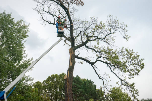 Best Tree Mulching  in Sewalls Point, FL